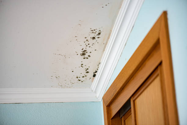 Best Certified Mold Removal  in Lionville, PA