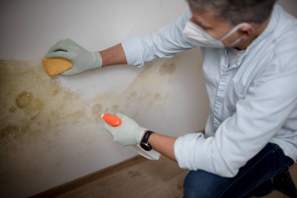Best Affordable Mold Removal  in Lionville, PA
