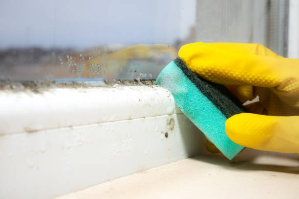 Best Toxic Mold Removal  in Lionville, PA
