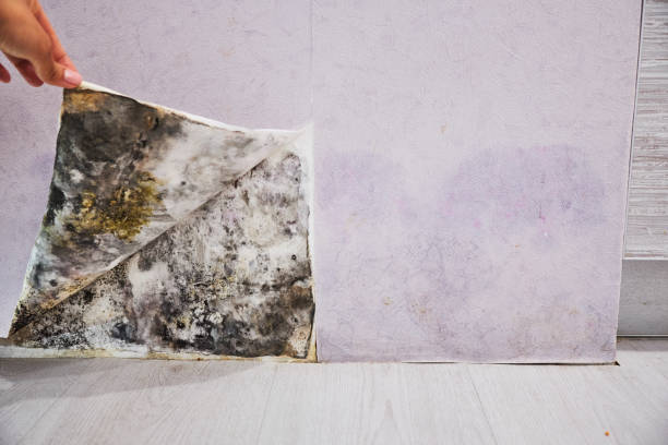 Home Mold Removal in Lionville, PA